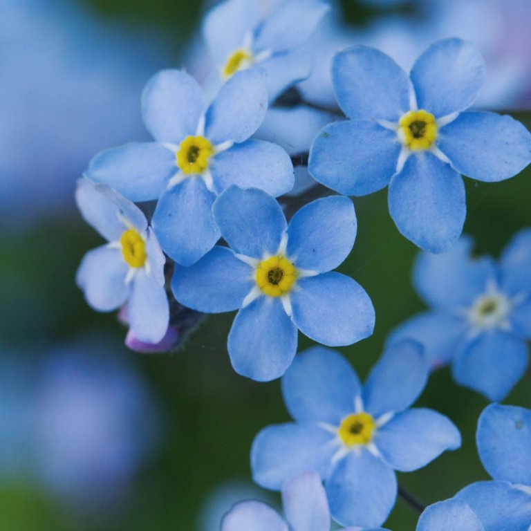 Blue flowers.