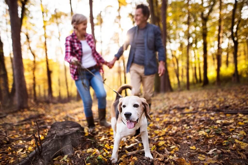 A couple walking their dog through the woods.